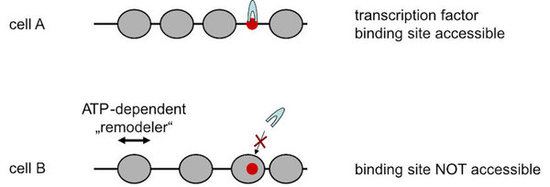fig. 1 nucleosome positioning