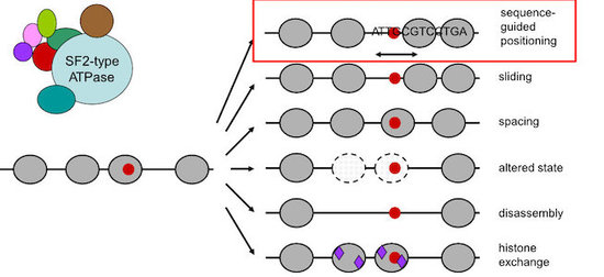 fig. 3 remodelers