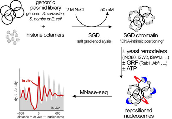 fig. 4 in vitro recon scheme 29.01.2021