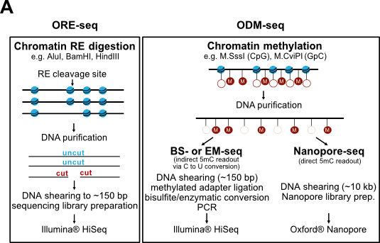 fig_7a_ore_seq_odm_seq_schematic