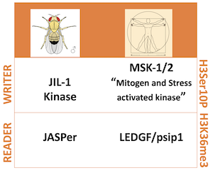 Figure 1_300